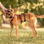 Malinois-Podenco-Mischling Ymir, 08/2025, Endgröße ca. 50-55 cm,57555 Mudersbach