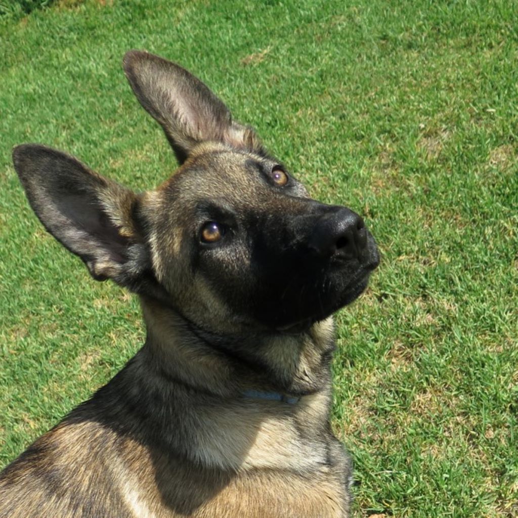 Malinois Mischling Yuma, 12/2025, Endgröße ca. 60 cm