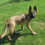 Malinois Mischling Yuma, 12/2025, Endgröße ca. 60 cm