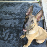 Malinois Mischling Yuma, 12/2025, Endgröße ca. 60 cm