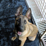 Malinois Mischling Yuma, 12/2025, Endgröße ca. 60 cm