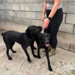 Labrador Mischling Zack, 08/2025, Endgröße ca. 60 cm