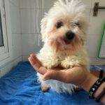 Malteser Zara, 04/2022, ca. 25 cm