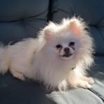 Pomeranian Zoe, 09/2019, ca. 20 cm, 45481 Mülheim an der Ruhr