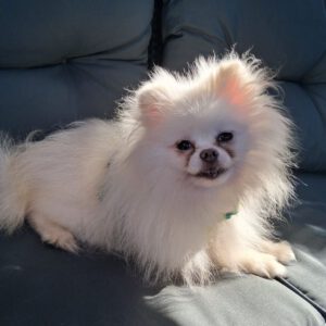 Pomeranian Zoe, 09/2019, ca. 20 cm, 45481 Mülheim an der Ruhr