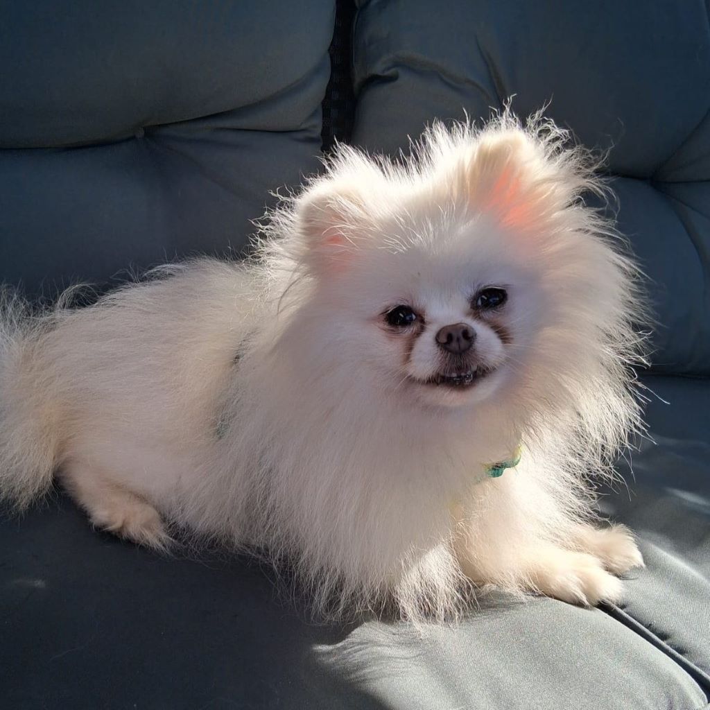 Pomeranian Zoe, 09/2019, ca. 20 cm, 45481 Mülheim an der Ruhr