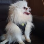 Pomeranian Zoe, 09/2019, ca. 20 cm, 45481 Mülheim an der Ruhr