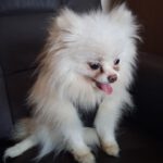 Pomeranian Zoe, 09/2019, ca. 20 cm, 45481 Mülheim an der Ruhr