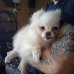 Pomeranian Zoe, 09/2019, ca. 20 cm, 45481 Mülheim an der Ruhr