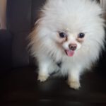 Pomeranian Zoe, 09/2019, ca. 20 cm, 45481 Mülheim an der Ruhr