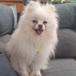 Pomeranian Zoe, 09/2019, ca. 20 cm, 45481 Mülheim an der Ruhr