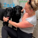 Labrador Mischling Zohran, 08/2025, Endgröße ca. 60 cm