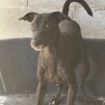 Windhund Mischling Zeus, 08/2023, ca. 50 cm