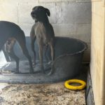 Windhund Mischling Zeus, 08/2023, ca. 50 cm