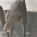 Windhund Mischling Zeus, 08/2023, ca. 50 cm