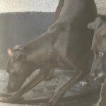 Windhund Mischling Zeus, 08/2023, ca. 50 cm