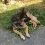 Schäferhund Adela, 04/2014, ca. 65 cm, 48161 Münster