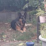 Schäferhund Adela, 04/2014, ca. 65 cm, 48161 Münster