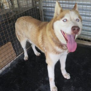 Sibirischer Husky Aki, 10/2017, Endgröße 63 cm
