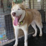 Sibirischer Husky Aki, 10/2017, Endgröße 63 cm