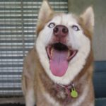 Sibirischer Husky Aki, 10/2017, Endgröße 63 cm