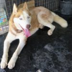 Sibirischer Husky Aki, 10/2017, Endgröße 63 cm