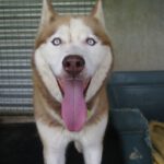 Sibirischer Husky Aki, 10/2017, Endgröße 63 cm
