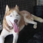 Sibirischer Husky Aki, 10/2017, Endgröße 63 cm
