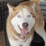 Sibirischer Husky Aki, 10/2017, Endgröße 63 cm