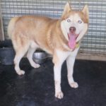 Sibirischer Husky Aki, 10/2017, Endgröße 63 cm