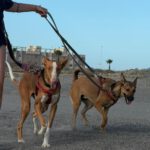 Podenco Mischling Alicia, 10/2024, ca. 45 cm
