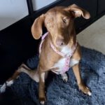 Podenco Amadeus, 07/2023, Endgröße ca. 55 cm