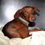 Podenco Amadeus, 07/2023, Endgröße ca. 55 cm