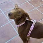 Podenco Amadeus, 07/2023, Endgröße ca. 55 cm