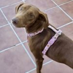 Podenco Amadeus, 07/2023, Endgröße ca. 55 cm