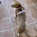 Podenco Amadeus, 07/2023, Endgröße ca. 55 cm