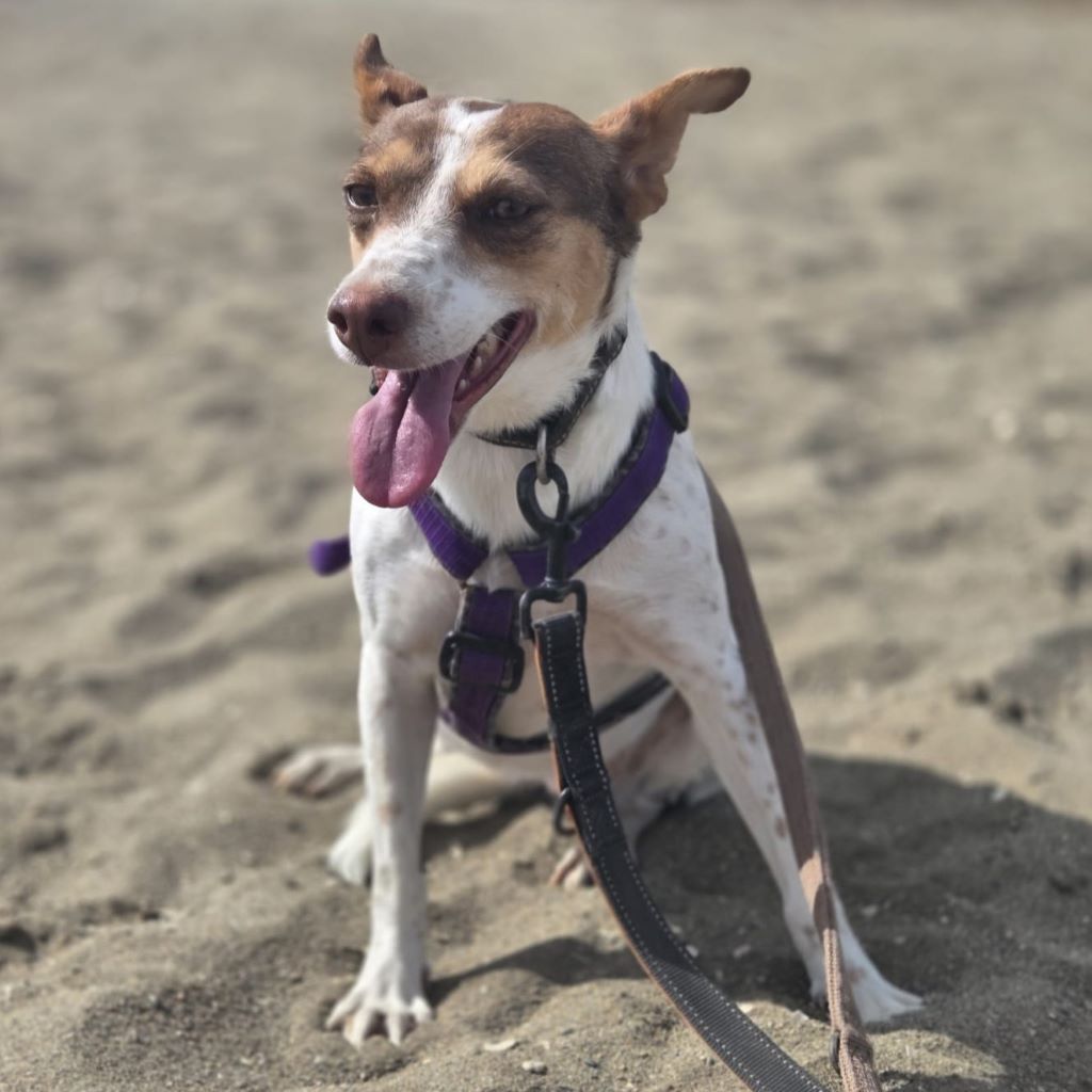 Podenco Amiera, 03/2023, ca. 40 cm