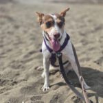 Podenco Amiera, 03/2023, ca. 40 cm