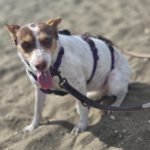 Podenco Amiera, 03/2023, ca. 40 cm
