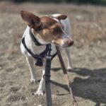 Podenco Amiera, 03/2023, ca. 40 cm