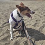 Podenco Amiera, 03/2023, ca. 40 cm
