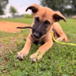 Malinois Mischling Amora, 03/2026, Endgröße ca. 60 cm,19273 Sumte