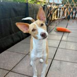 Podenco Andres, 02/2024, ca. 40 cm, 31224 Peine