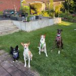 Podenco Andres, 02/2024, ca. 40 cm, 31224 Peine