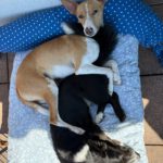 Podenco Andres, 02/2024, ca. 40 cm, 31224 Peine