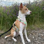 Podenco Andres, 02/2024, ca. 40 cm, 31224 Peine