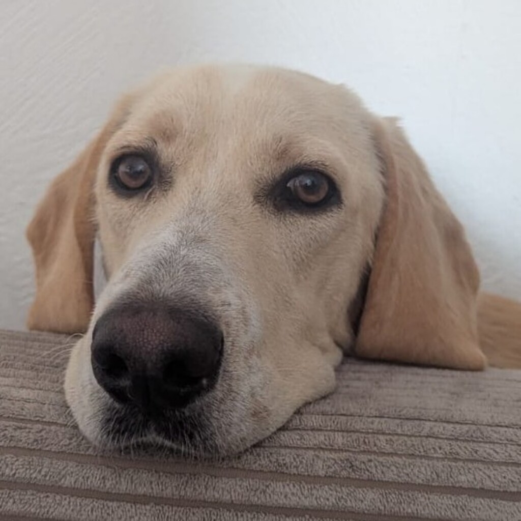 Labrador Mischling Anubys, 07/2025, Endgröße ca. 60 cm, 32369 Rahden