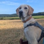 Labrador Mischling Anubys, 07/2025, Endgröße ca. 60 cm, 32369 Rahden
