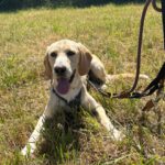 Labrador Mischling Anubys, 07/2025, Endgröße ca. 60 cm, 32369 Rahden