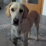 Labrador Mischling Anubys, 07/2025, Endgröße ca. 60 cm, 32369 Rahden